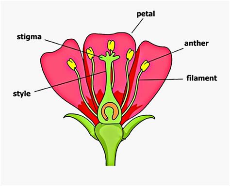 Diagram Of Flower With Labelling Free Transparent Clipart Clipartkey
