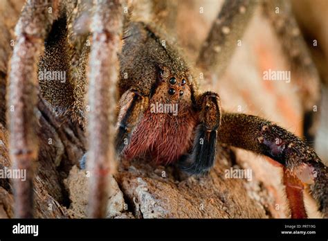 Brazilian Wandering Spider Phoneutria Aranha Armadeira Face Macro