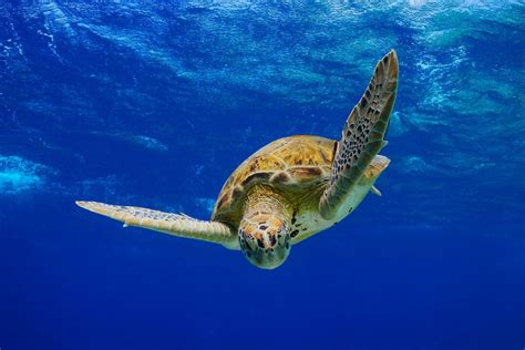 Guadeloupe is an archipelago and overseas department and region of france in the caribbean. La fonds sous-marins - Guadeloupe - die Inseln von Guadeloupe
