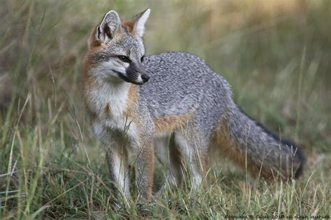 Texas Gray Fox Had A Brief Encounter With The Elusive Gray Flickr