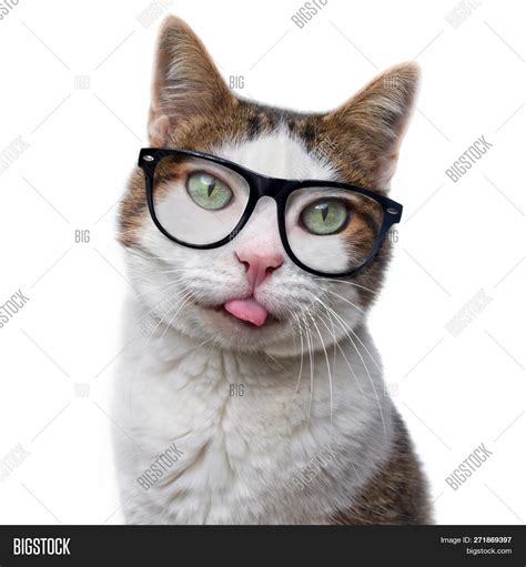 funny tabby cat nerd image and photo free trial bigstock