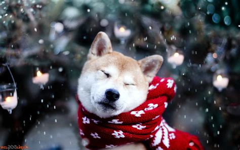 Dog Shiba Inu Snow Animals Wallpapers Hd Desktop And