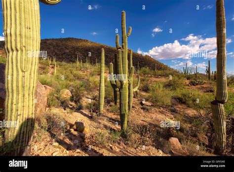 Saguaro National Park Near Tucson Arizona Stock Photo Alamy