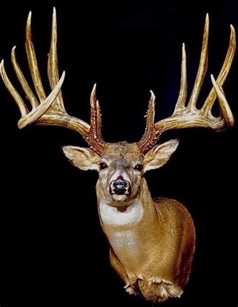 The Biggest Typical Whitetail Ever To Walk The Earth Laptrinhx News