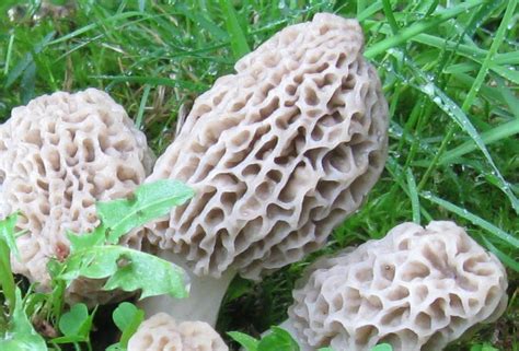 False Morel Mushrooms Identification All Mushroom Info