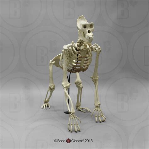 Articulated Gorilla Skeleton Bone Clones Inc Osteological