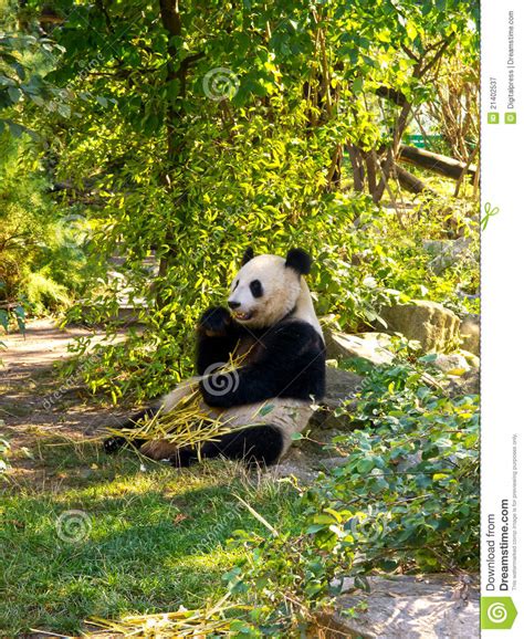 Giant Panda Stock Image Image Of Species Panda Mammal 21402537