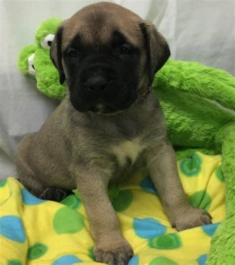 This is a large working breed that originated in britain in the mid 1800's. Bullmastiff Puppies For Sale | Abilene, Houston, TX #198827