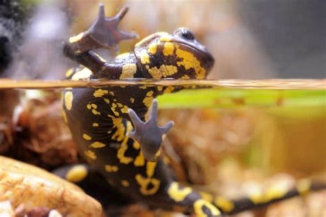 Are Salamanders Poisonous ProGardenTips