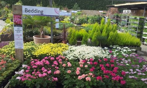 Bedding Plants Photo Albums Flowerland Home And Garden Iver