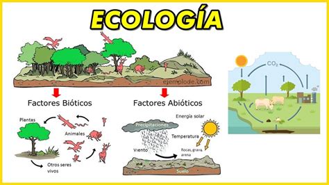 Ecologia Ecosistema Biotopo Y Biocenosis Ciclo Carbono Y Nitrógeno