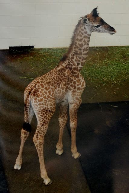 Baby Giraffe Flickr Photo Sharing