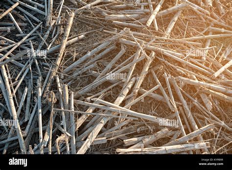Dry Straw In The Field After Harvest At Sunset Background Or Texture