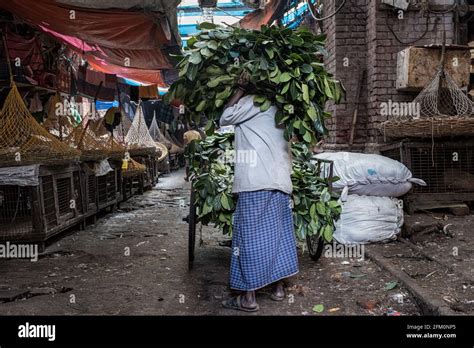 Kolkata Goat Market Fotos Und Bildmaterial In Hoher Auflösung Alamy