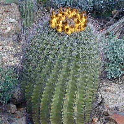 Seeds golden barrel echinocactus grusonii. FISHHOOK BARREL CACTUS | Gardening, Plants, Cactus ...