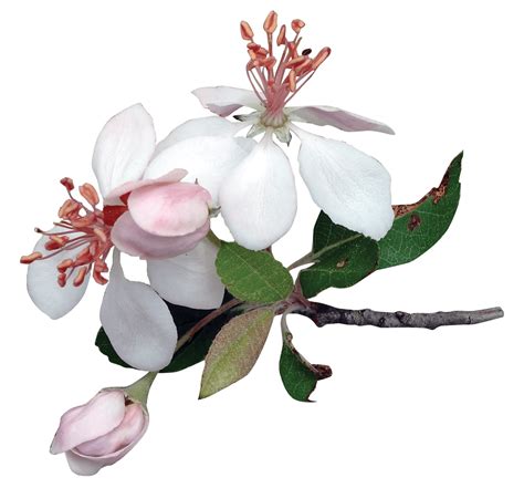 Apple Tree Flowers Cartoon Apple Blossom Clip Art At