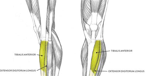 Left Leg Flexor Tendon Location Dor No Flexor Do Quadril Durante