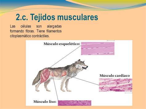 Resultado De Imagen Para Tejidos Animal Muscular Animals Tejidos
