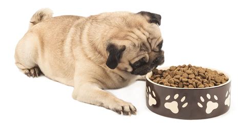 20 Best Dog Foods For Pugs 2023 Premium And Budget K9 Web