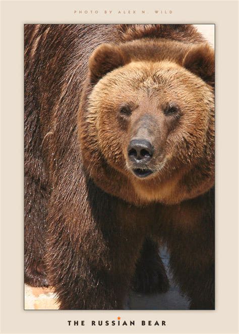 The Russian Bear By Alexwild On Deviantart