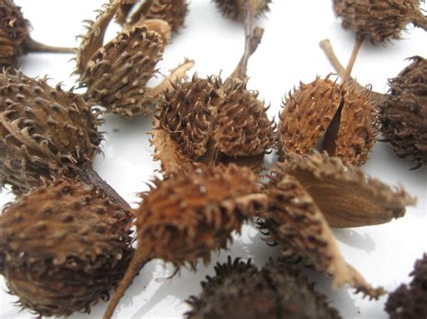 100 Dried Beech Tree Prickly Furry Seedpods Brown Pods