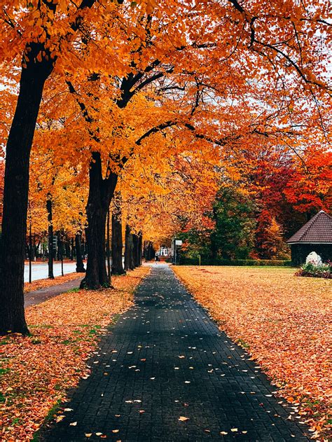 Autumn Trees Along The Road · Free Stock Photo