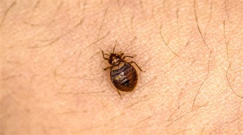 What Attracts Bed Bugs Tips For Avoiding A Bed Bug Infestation