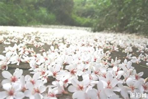 2020年中国旅游日株洲酒仙湖油桐花节时间和地点和门票及活动介绍旅泊网