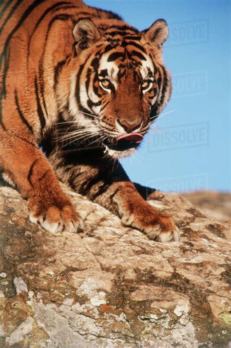 India Bengal Tigers Panthera Tigris Stock Photo Dissolve