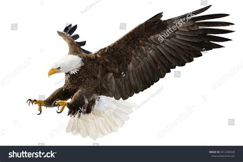Bald Eagle Flying Swoop Attack Hand Stock Illustration 2012206928