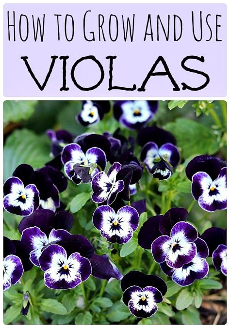 How To Grow And Use Violas Sweet Viola Bath Soak Recipe Recipe