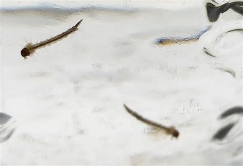 Check spelling or type a new query. Mosquito Larvae - What's That Bug?