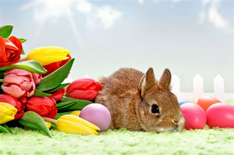 Easter Bunny Wallpapers Free Wallpaper Cave