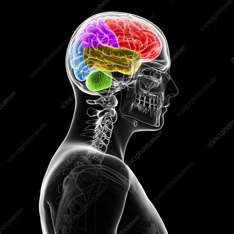 Human Brain Illustration Stock Image F0110679 Science Photo Library