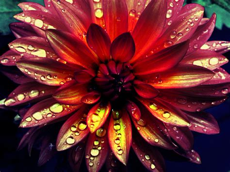 60 Examples Of Beautiful Flower Photography Entertainmentmesh