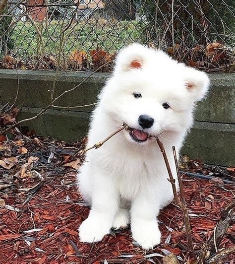 Samoyed Puppies For Sale Dallas Tx 286101 Petzlover