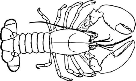 Lobster Outline 4 Wikiclipart