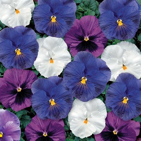 306 Pansy Wholesale Bedding Plants Hybels Inc