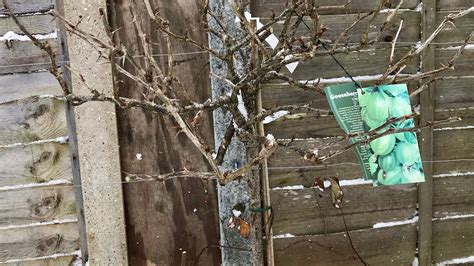 How To Prune Gooseberries Winter Pruning Gooseberry Plants Get