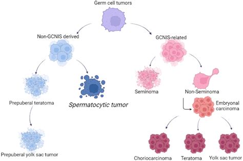 Ijms Free Full Text Spermatocytic Tumor A Review