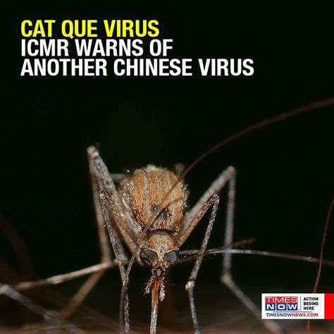 Cat Que Virus Icmr Warns Of Another Chinese Virus Which Could Spread