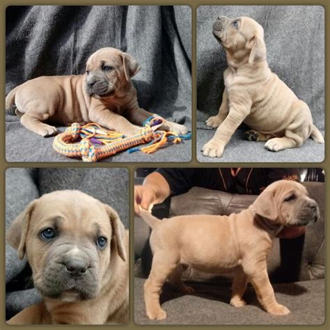 Litter Of 8 Cane Corso Puppies For Sale In Delaware Oh Adn 28380 On