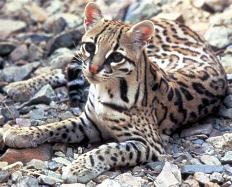 The Rare Highly Endangered Ocelot Cat Beautiful Big Spotted Wild