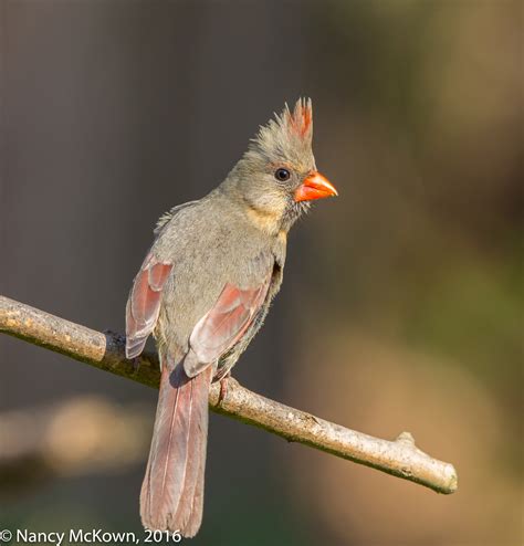 Photographing Female Cardinals Birds And Disease Transmission