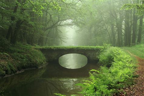 Creeks Forest Bridge Path Trees Oregon Green Ferns Moss Shrubs Nature