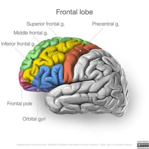 Temporal Lobe Radiology Reference Article Lobes