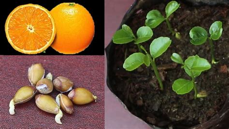 Grow Orange Seed Easy Way Youtube