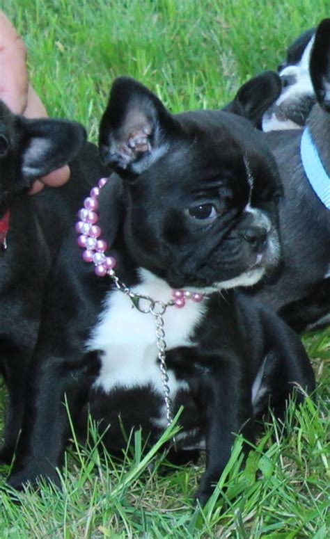 We are french bulldog hobby breeders. French Bulldog Puppies For Sale | Kansas City, MO #227786
