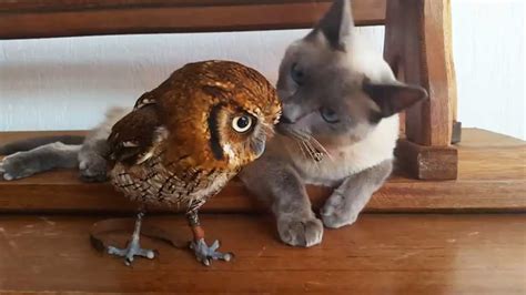 What Happens When An Adorable Owl And A Cute Cat Are