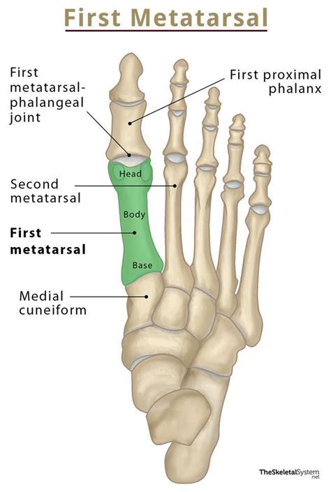 Metatarsal Bone Anatomy